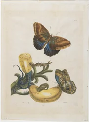 Bananas and Blue Lizard, 1705-71
